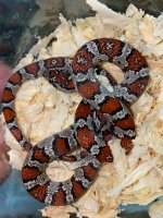 Mex mex ruthvinai cros het albino 200.jpg