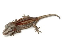 redgarg.jpg