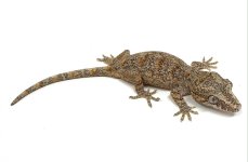 orangeblotchgarg (1).jpg