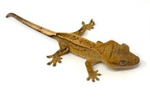 gecko13.jpg