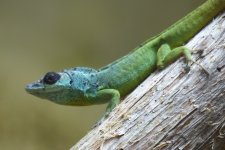 extr.male.juv.jpg