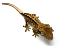 gecko222.png