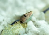 DSC_9231.jpg