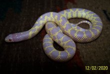 Female Albino 1.jpg