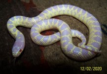 Female Albino 2.jpg