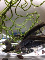 danube crested newt 1.jpg