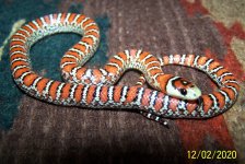 FS Female CH x Mega 12-2-2020.jpg