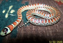 FS Male Mega x Mega 12-2-2020.jpg