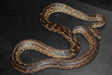 cape york 2.jpg