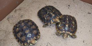 FemaleJuvenilePancakes_C_3-11-2021.jpg