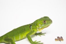 greeniguana.jpg