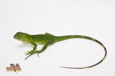 greeniguana2.jpg