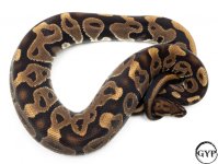 LeopardBallPythonM1.jpg