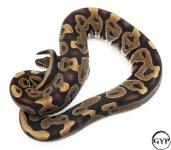 LeopardBallPythonM2.jpg