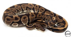 LeopardBallPythonM3.jpg