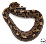 LeopardBallPythonM4.jpg