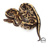 BlackPastelBallPythonM1.jpg