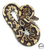 BlackPastelBallPythonM2.jpg
