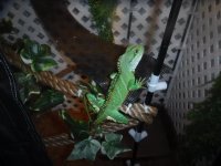 DSCF1375.jpg