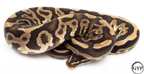 BlackPastelBallPythonM3.jpg
