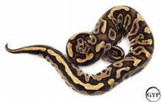 BlackPastelBallPythonM4.jpg