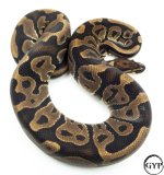 LeopardBallPythonM1.jpg