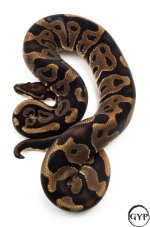 LeopardBallPythonM2.jpg