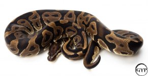 LeopardBallPythonM3.jpg