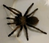Aphonopelma gabeli adult female Finlay Mts., Hudspeth Co., TX Pic 2.jpg