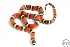 200924TricolorHondoHETSnow3-4.jpg