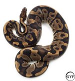 LeopardBallPythonM4.jpg