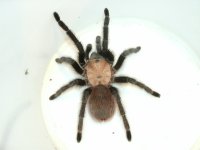 Aphonopelma hentzi adult female Heath Canyon, Brewster Co., TX.JPG