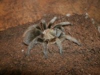 TX Brown Tarantula Hueco Mts., TX Pic 3.JPG