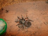 TX Brown Tarantula El Paso Co., TX juvenile Pic 2.JPG