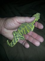 baby male1.jpeg