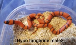 hypomale2 mine.jpg