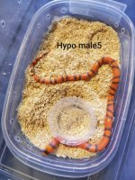 hypomale5 mine.jpg