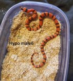 hypomale6 mine.jpg