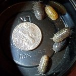 AvulgareIsopod.jpg