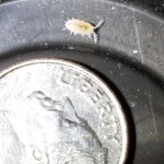 DwarfWhiteIsopod.jpg