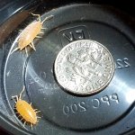 PowderOrangeIsopod.jpg