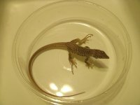 Marbled Whiptail 1 Pic 1.JPG