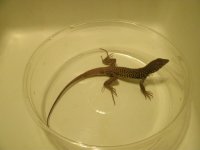 Marbled Whiptail 2 Pic 3.JPG