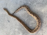 SI Ground Boa 2.jpg