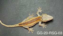 GG-20-RSG-03_3.jpg