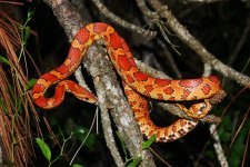 Elaphe_guttata_guttata_PolkFL_GreenSwamp_female_A1_ed.jpg