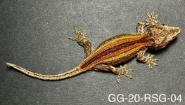 GG-20-RSG-04_3.jpg