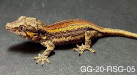 GG-20-RSG-05_1.jpg