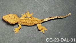 GG-20-DAL-01_2.jpg