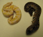IMG_0642 albino male and het a fe.JPG
